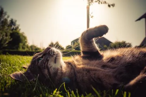 Cat in grass during sunset Stock Photos