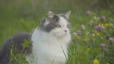Cat in a grass field looking around 4k Stock Footage 94251061