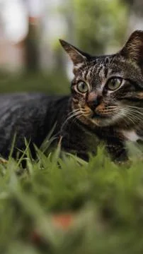 Cat in a grass field  Stock-Fotos