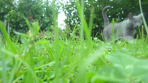 Cat in the Grass Stock Footage 10882320