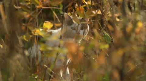 Cat in grass Video stock 33415651