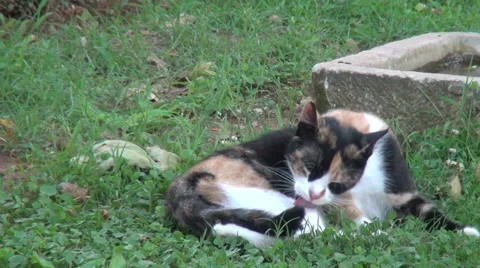 Cat on The Grass Stock Footage 46212066