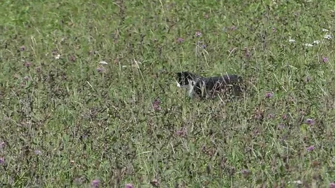 Cat in grass Video stock 69860437