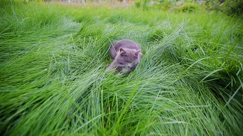 Cat in the grass Stock Footage 114032081