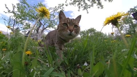 Cat in the grass. Видео 130700510