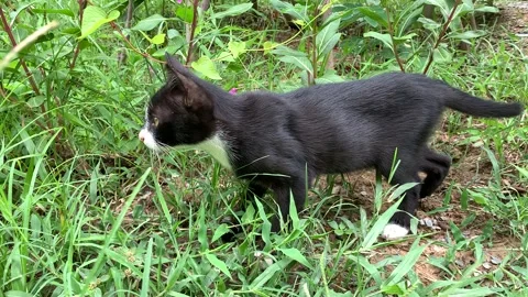 Cat in the grass Stock Footage 157470664