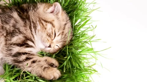 Cat with grass. Stock Footage 171581554