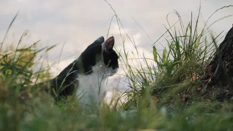 Cat on the grass Video stock 200580771
