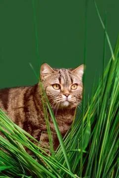 Cat with grass on a green background. Stock Photos