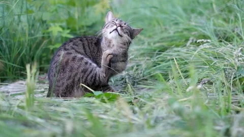 Cat in grass itching himself Stock Footage 156856064