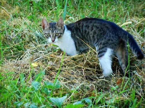 Cat on the grass - Maramures Фото