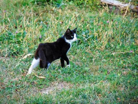 Cat on the grass - Maramures Stockfoto's