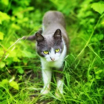 Cat in grass Stock Photos