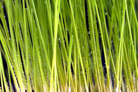 Cat grass Foto stock