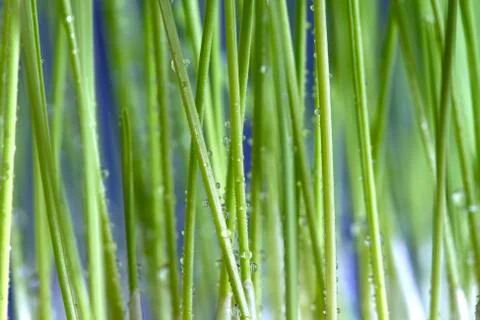 Cat grass Stock Photos