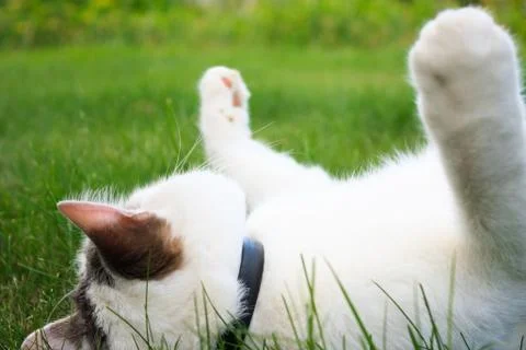 Cat in the grass Foto stock