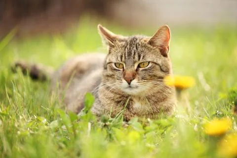 Cat in grass Stock Photos