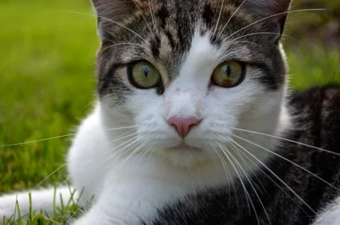 Cat in the grass Stock Photos