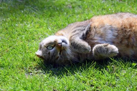 Cat on the grass Stock Photos