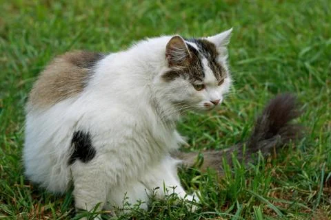 Cat in the grass Stock Photos