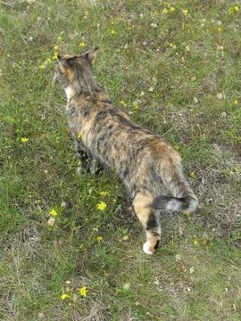 Cat in grass Stock Photos