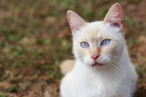 Cat in the grass 库存照片