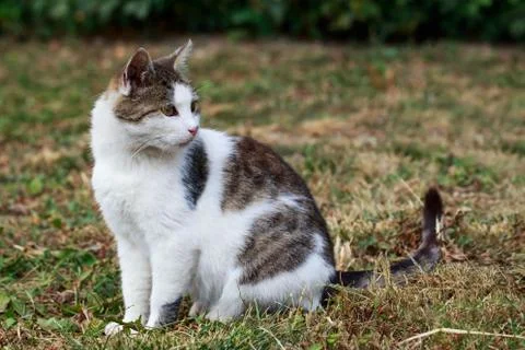 Cat in the grass Stock Photos
