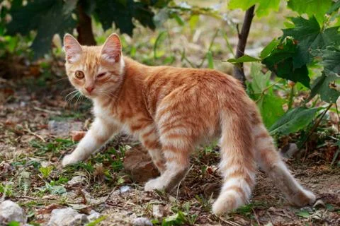 Cat in the grass Stockfoto's