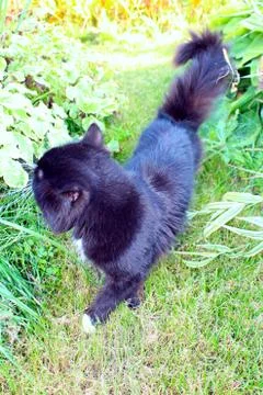 Cat in the grass Stock Photos
