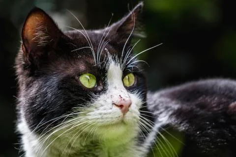 Cat on the grass Stock Photos