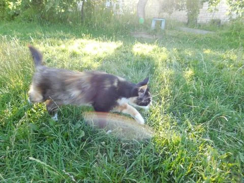 Cat on the grass Fotos Stock