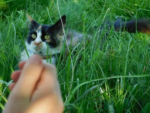 Cat on the grass Stock Photos