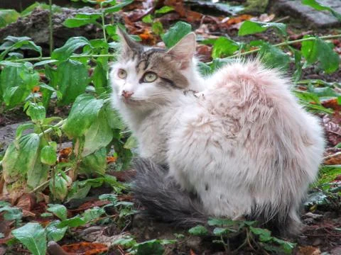 Cat in the grass Stock Photos