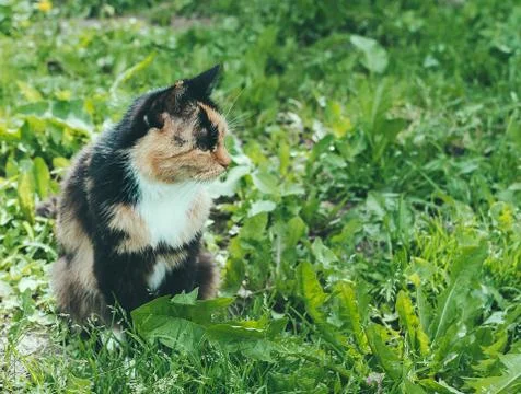 Cat On Grass Stock Photos