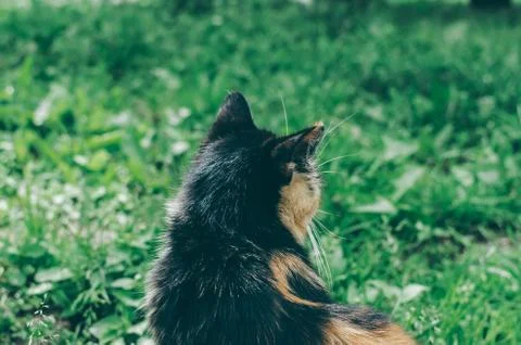 Cat On Grass Stock Photos