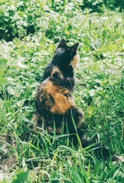 Cat On Grass Stock Photos