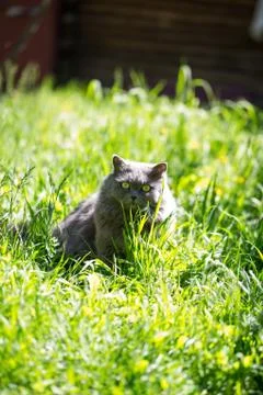 The cat on a grass Stock Photos