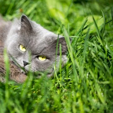 The cat on a grass Stock Photos