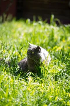The cat on a grass Stock Photos