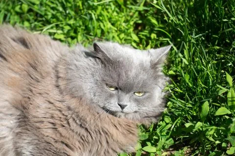 The cat on a grass Stock Photos