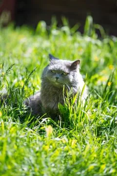 The cat on a grass Stock Photos