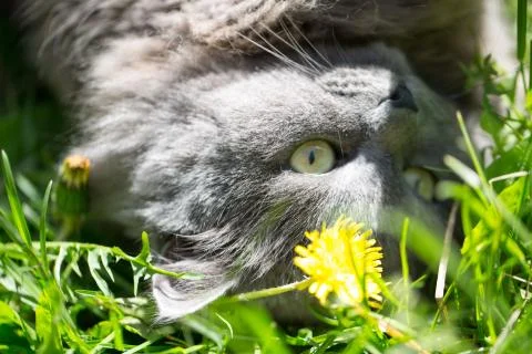 The cat on a grass Stock Photos