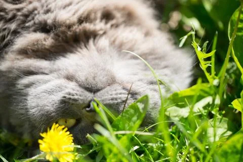 The cat on a grass Stock Photos