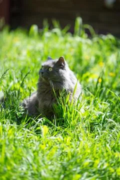 The cat on a grass Stock Photos