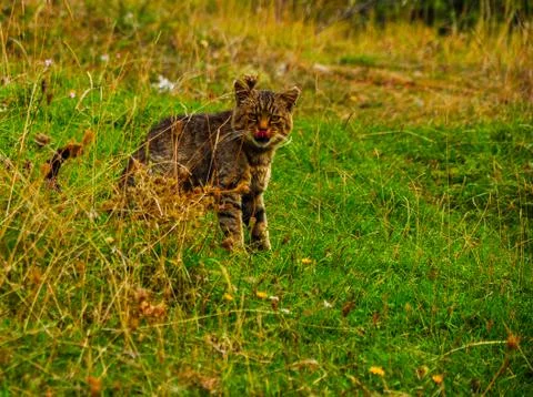 The cat on the grass Stock Photos
