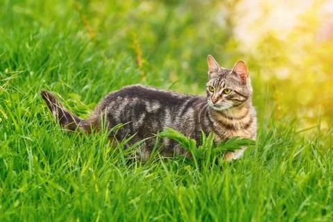 Cat in Grass Stock Photos