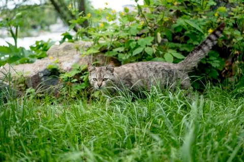 A cat in the grass Stock Photos