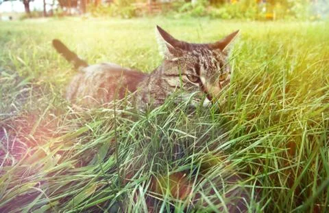 Cat in the grass. Stock Photos