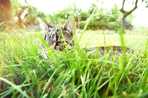 Cat in the grass. Stock Photos