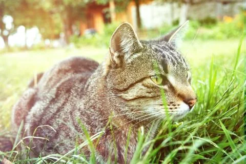 Cat in the grass. Stock Photos